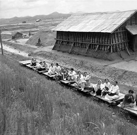 《水田地带》电影封面