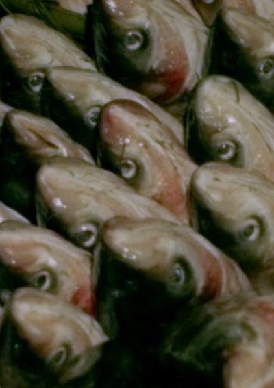 《中央市场的一天》纪录片封面