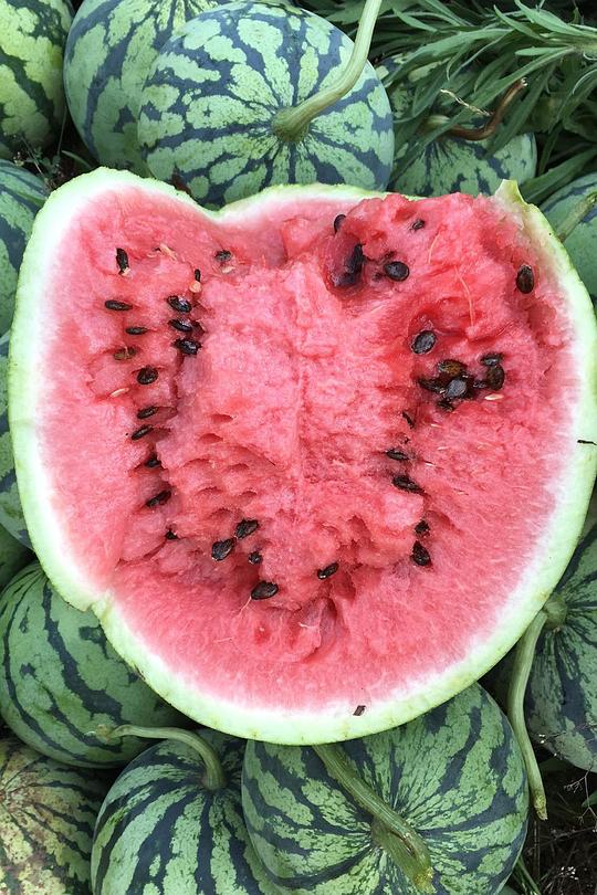 《Rocco e le storie tese》音乐封面