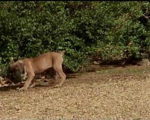 《狗》电影封面