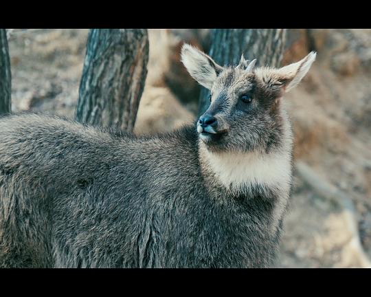 《雪岳山：山羊 土地 人》纪录片封面