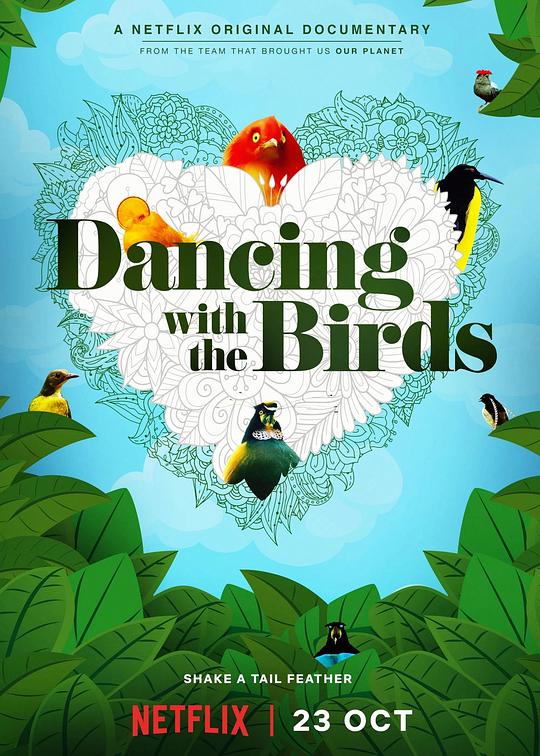 《与鸟共舞》纪录片封面