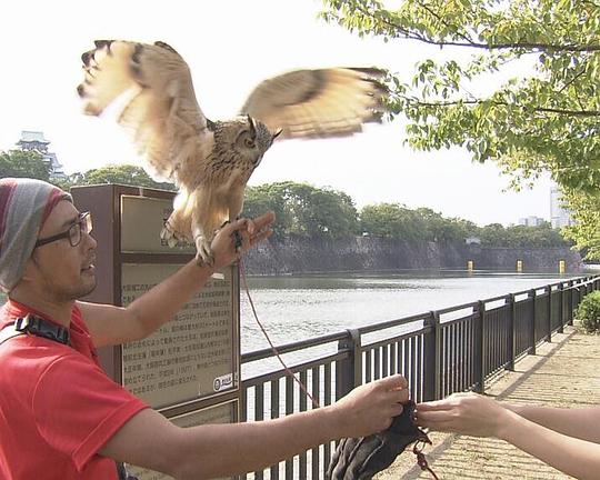 《纪实72小时 夏末的大阪城公园》纪录片封面