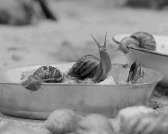 《金蜗牛的诞生》电影封面