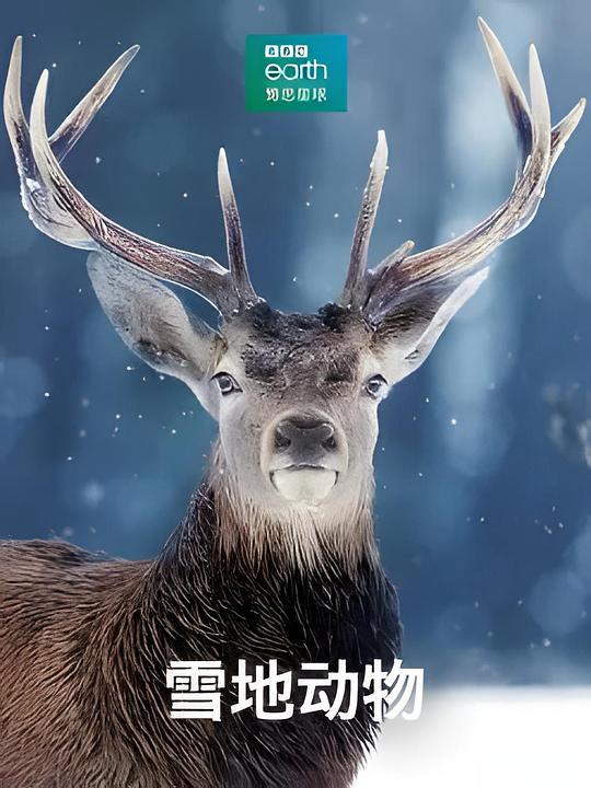 《雪地动物》纪录片封面