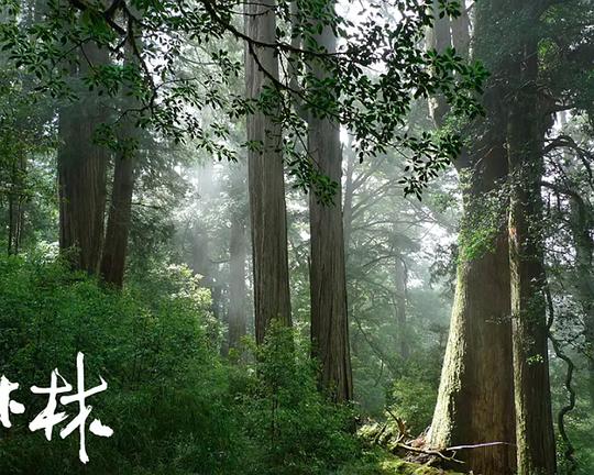 《檜木林》纪录片封面