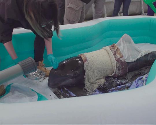 《鯨在八斗子》纪录片封面