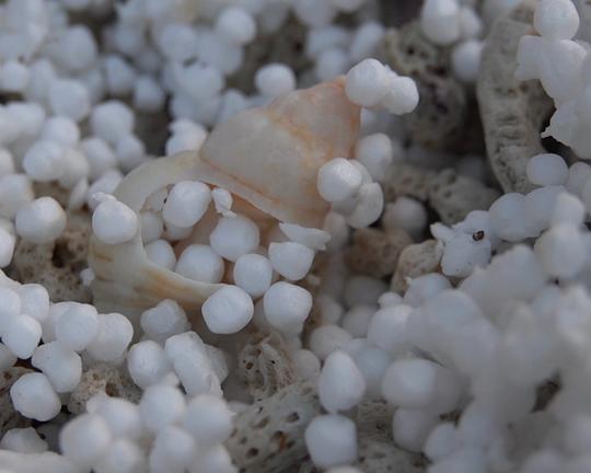 《珍珠海》纪录片封面