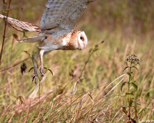 《夜行獵手-臺灣草鴞》纪录片封面