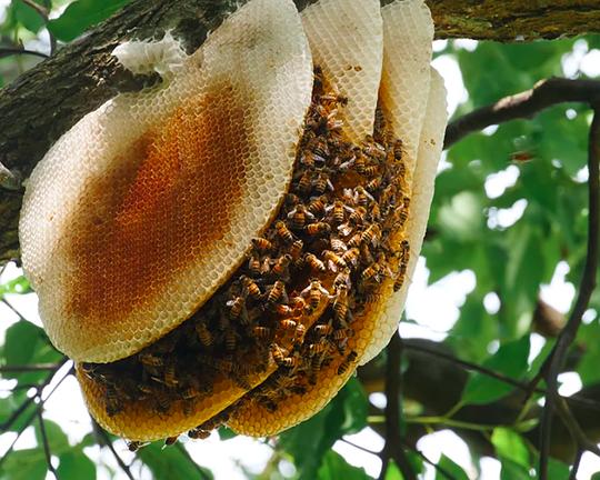 《台灣動物來唱歌》纪录片封面