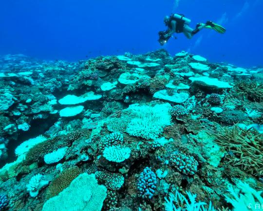 《白色珊瑚海》纪录片封面