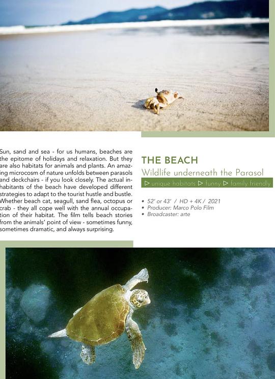 《沙滩传奇：阳伞周围的野生动物》纪录片封面