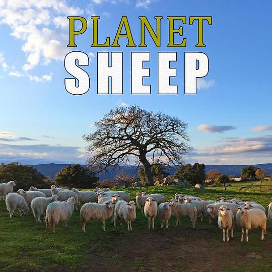 《绵羊星球》纪录片封面