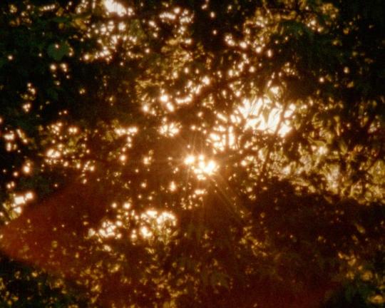 《Eclipse in the Garden》电影封面