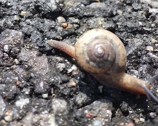 《洪常秀：柏林最佳剧本银熊奖领奖视频》纪录片封面