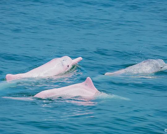 《海的尽头》纪录片封面