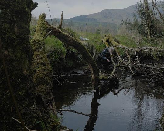 《鸟类学家的女儿》纪录片封面