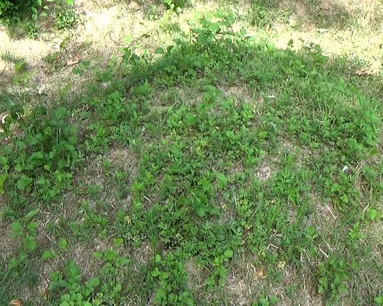 《Nearby》纪录片封面