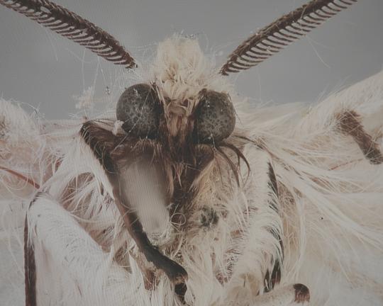 《Die toten Vögel sind oben》电影封面