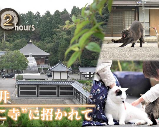 《ドキュメント72時間：福井 “ねこ寺”に招かれて》电影封面