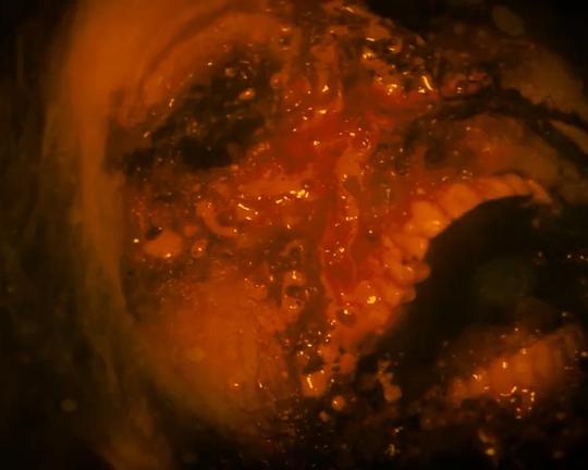 《Backwood: The Camp Massacre》电影封面