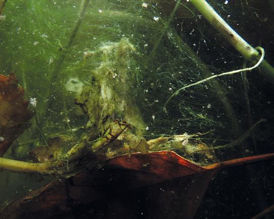 《Subotopic》纪录片封面