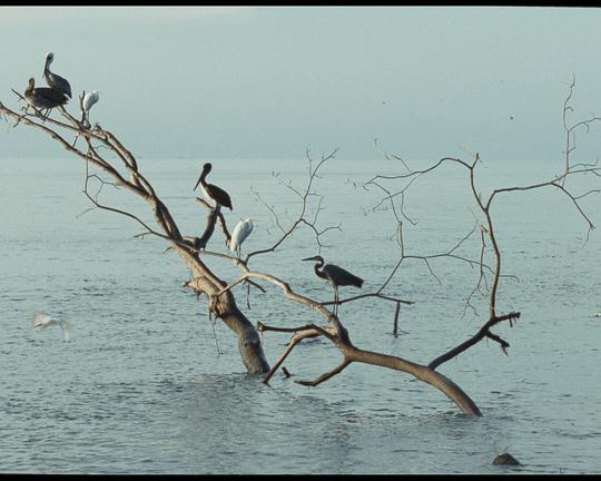 《瘀伤》电影封面