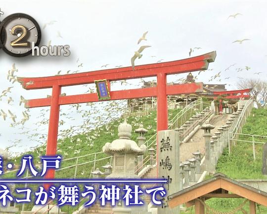 《ドキュメント72時間：青森・八戸 ウミネコが舞う神社で》电影封面