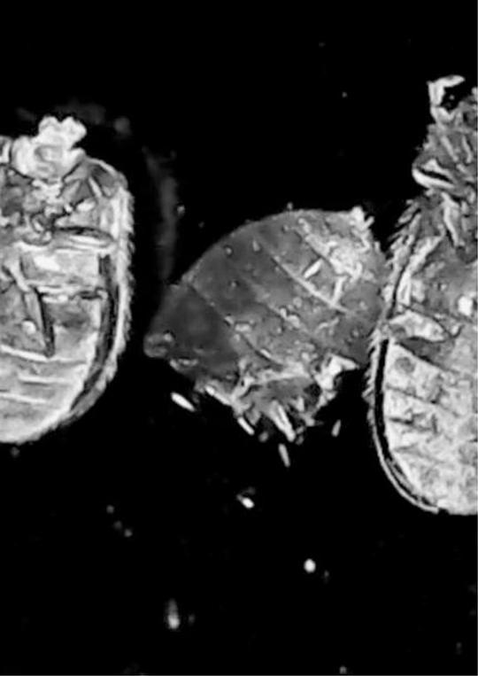 《无形数字的寂静鸣叫》动画封面