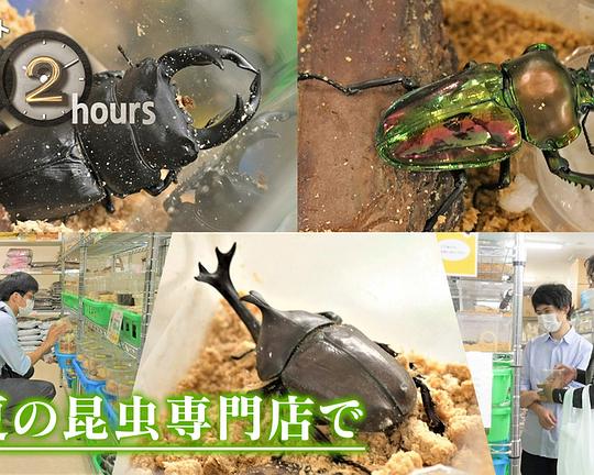 《ドキュメント72時間：真夏の昆虫専門店で》电影封面