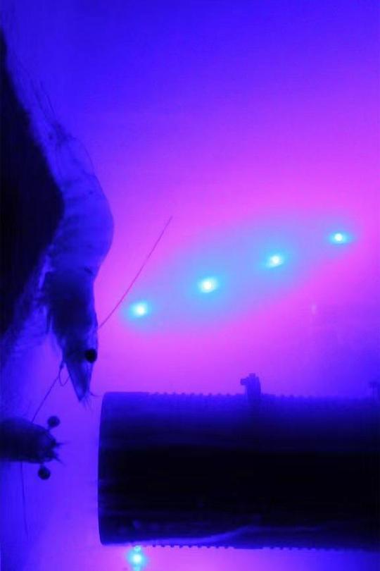 《虾之恋》电影封面