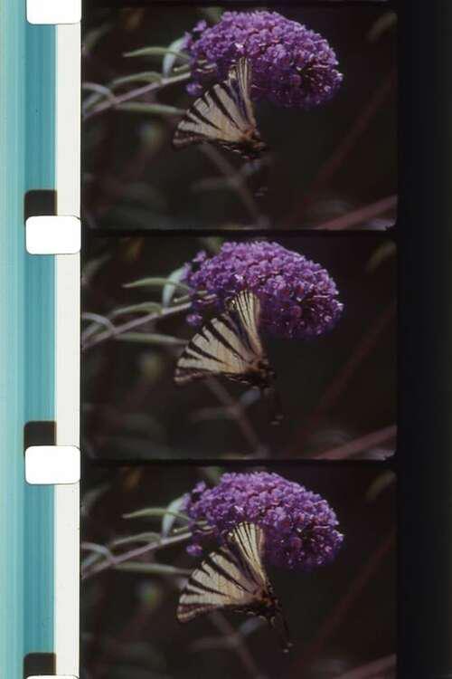 《Bouquets 31-40》电影封面