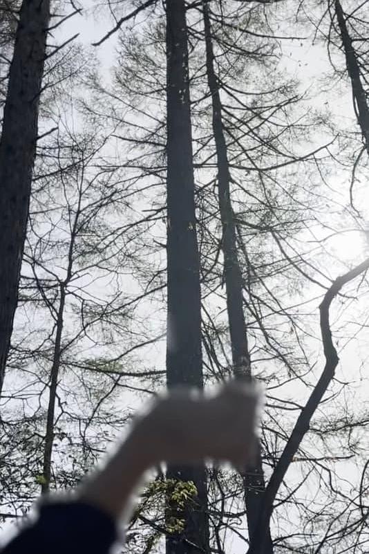 《Echo》电影封面