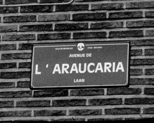 《猿猴的绝望》电影封面