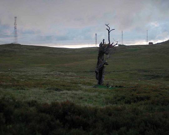 《Wood for the Trees》电影封面