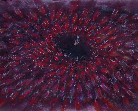 《死囡仔》动画封面