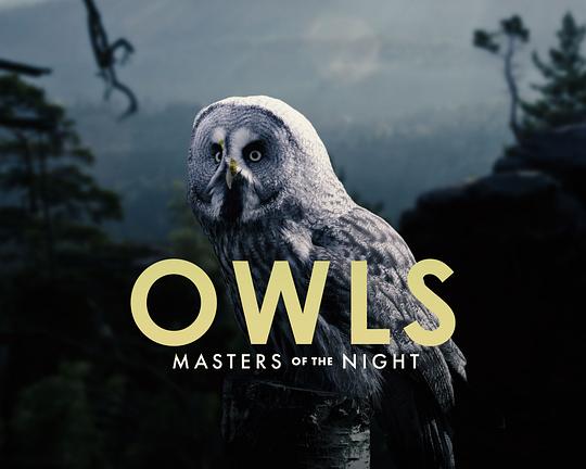 《猫头鹰——夜晚的主人》纪录片封面