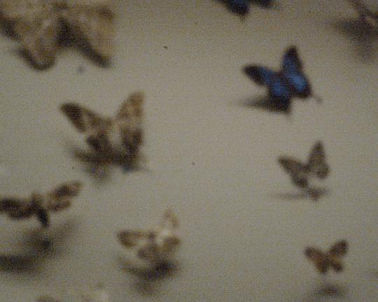 《擇鳥記》电影封面