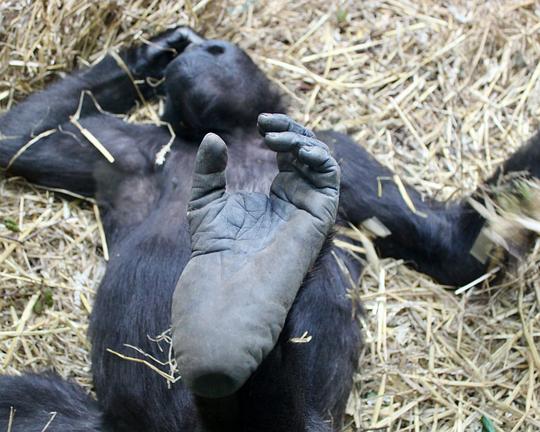 《看不见的动物园》纪录片封面