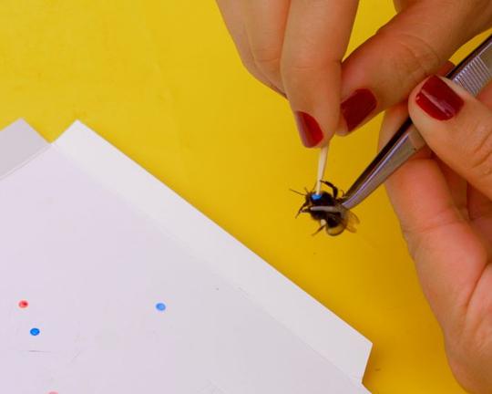 《动物模型》纪录片封面