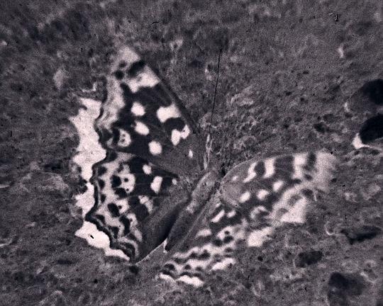 《Three Worlds' Dialogue》电影封面