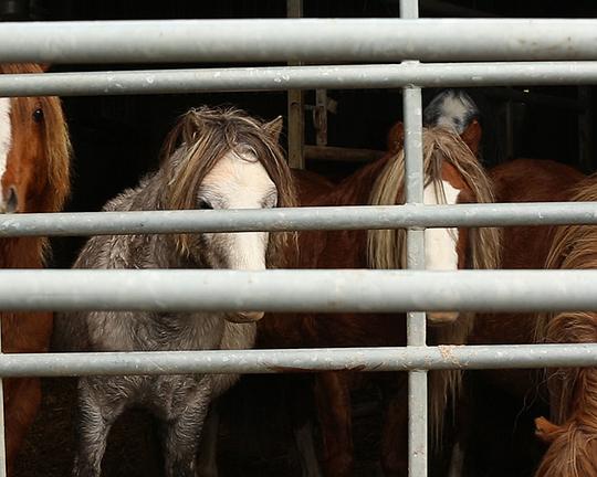 《The Gathering》电影封面