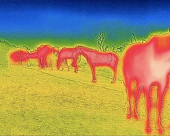 《五彩麟》纪录片封面