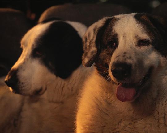 《Le Colloque des chiens》电影封面
