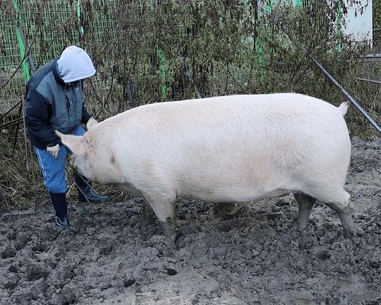 《革命预告》电影封面