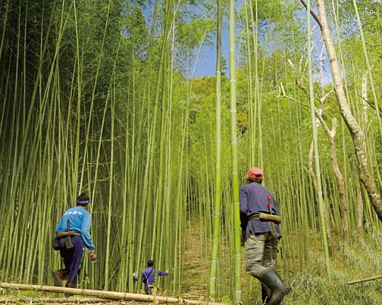 《竹葉之青》纪录片封面