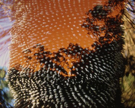 《息壤群岛——邦雅圣山礼赞》电影封面