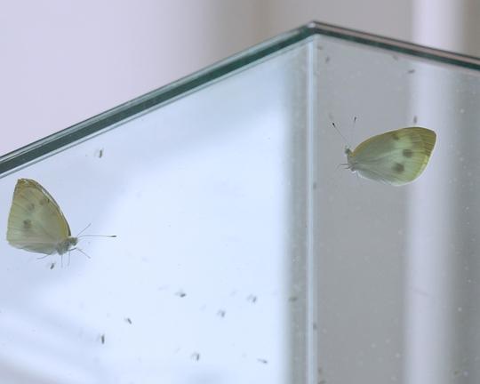 《仓库中的光合亡骸》纪录片封面