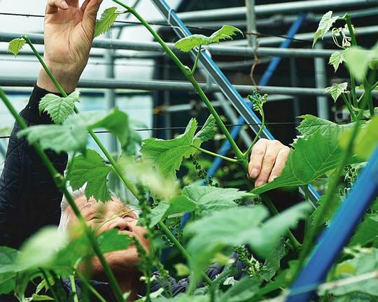 《포도밭 사이》纪录片封面