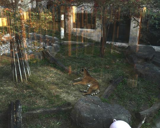 《Three Tigers and Bare-Breasted Women》纪录片封面